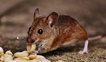 24 Hour & Emergency Exterminators in Hebert, LA